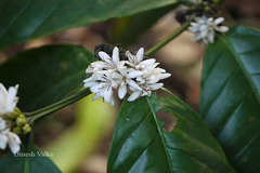 Coffea canephora